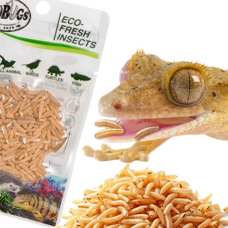 ProBugs Eco-Fresh Riceworm 15g - świeże larwy muchy